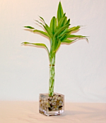 Ponytail Bamboo.png Ponytail Bamboo.png